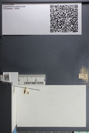 Media type: image;   Entomology 572873
